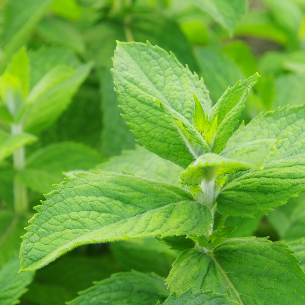 20250515_180153_0000