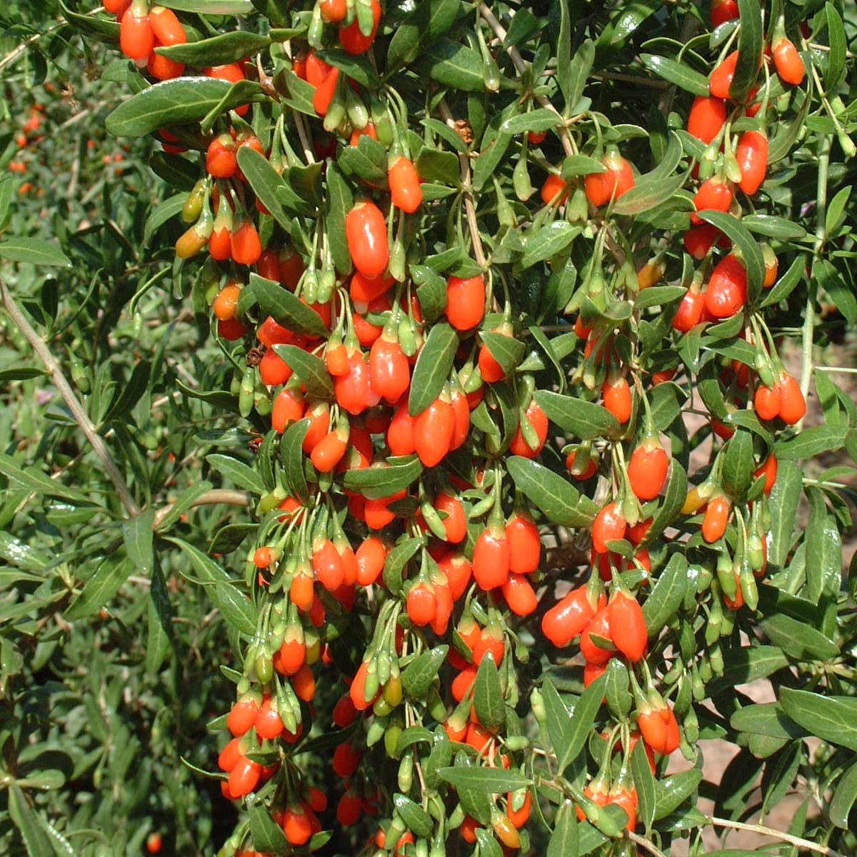 Lycium_barbarum_-_Wolfberries_China_7-05